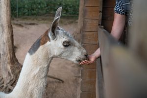 Petersberg, Matte, Sommer, Tiere, Tierpark, Person
