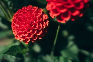 Daniel Remler , Saale-Unstrut , Bad Köstritz , Dahlien , Dahlienmuseum , Ausstellung , Natur , Nahaufnahme 