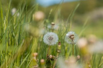 Wiese mit Kräutern und Pusteblumen
