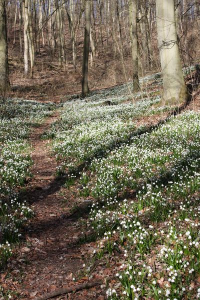 Märzenbechertal im Ziegelrodaer Forst bei Landgrafroda, Querfurt