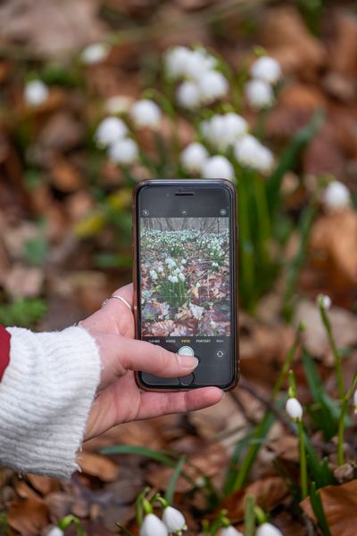 Märzenbechertal im Ziegelrodaer Forst bei Landgrafroda, Querfurt
