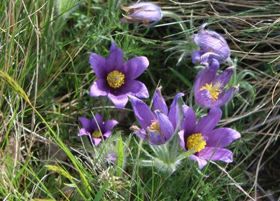 Porphyrlandschaft zwischen Halle und Wettin