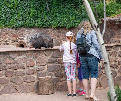 Petersberg, Matte, Sommer, Tierpark, Tiere, Kinder, Personen