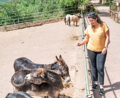 Petersberg, Matte, Sommer, Tierpark, Tiere, Person