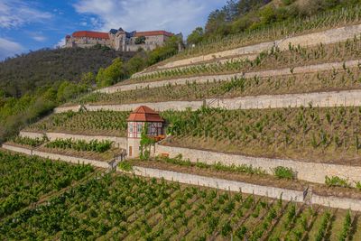 Drohne, Freyburg, Herzoglicher Weinberg, Landschaft, Matte, Neuenburg, Schloss , Sommer, Sonne, Weinberg