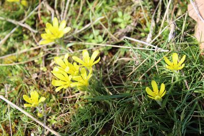 Porphyrlandschaft zwischen Halle und Wettin