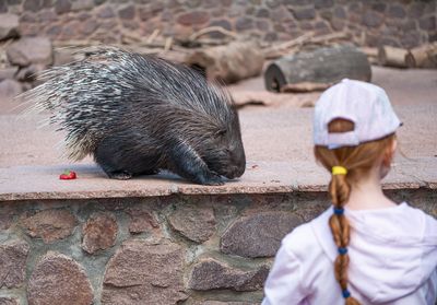 Petersberg, Matte, Sommer, Tierpark, Tiere, Person, Kinder