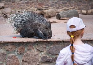 Petersberg, Matte, Sommer, Tierpark, Tiere, Person, Kinder
