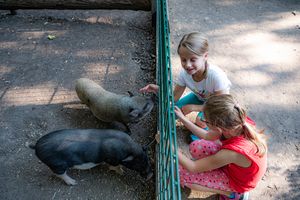 Matte, Lützen, Sommer, Kinder, Tierpark , Tiere
