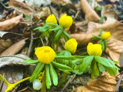Winterling-Wanderweg in Jena