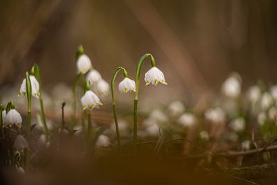 Saale-Unstrut, Matte , Querfurt, Winter, Märzenbechertal, Ziegelrodaer Forst, Märzenbecher , Pflanzen, Blumen , Wald , winterlich , Stock , Nahaufnahme